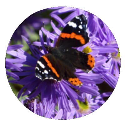 Shop for 2025 butterfly calendars