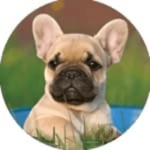 Shop 2027 dog calendars