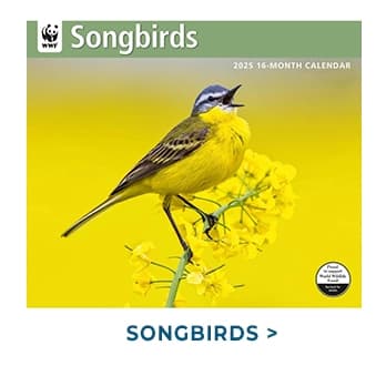 Songbirds WWF 2025 Wall Calendar