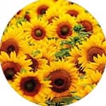 Shop 2026 Flowers & Garden calendars