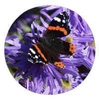 Shop for 2025 butterflies calendars with classic designs