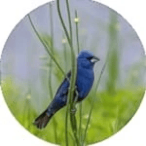 Shop 2027 bird calendars