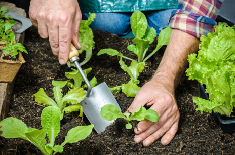 Read Article on Know How to Plant Seedlings Outdoors 