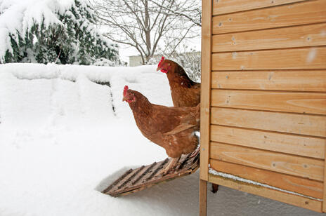 Read Article on Know How To Keep Chickens Laying All Winter 
