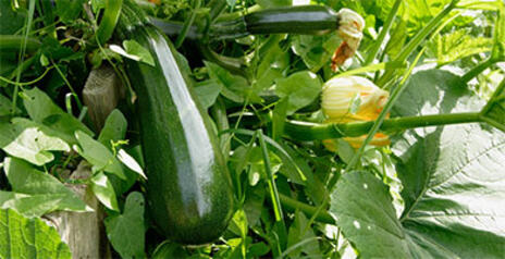 Read Article on What Grows Where - From Apples to Zucchini? 