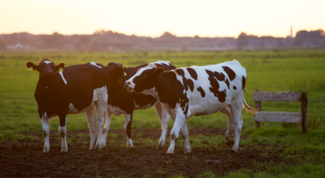 Read Article on Know How to Care for Dairy Cows 