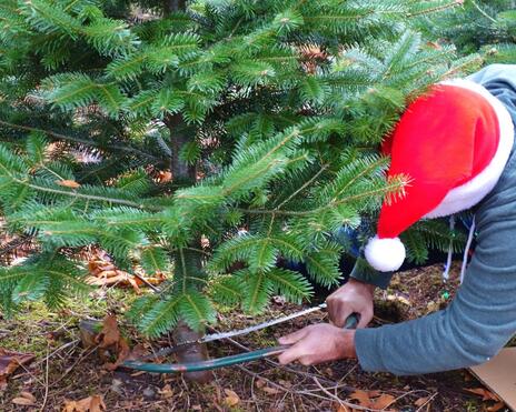 Read Article on Know How To Cut Down Your Own Christmas Tree 