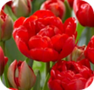 Thumbnail of the Tulip Miranda