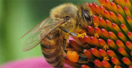 Read Article on How do Hedgerows and Trees Hold the Key to Pollinator Gardens 