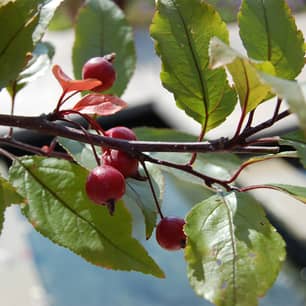 Thumbnail of the Sweet Cherry Stella Semi-Dwarf