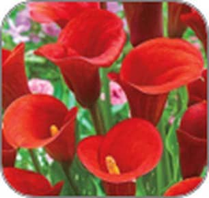 Thumbnail of the Bulb Calla Majestic Red