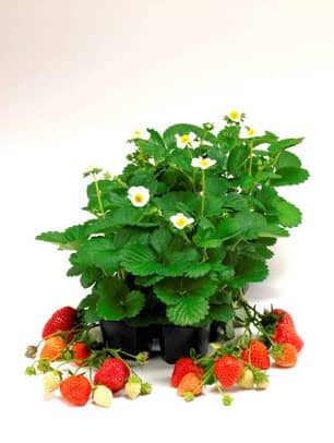 Thumbnail of the STRAWBERRY BASKET 6 PLANT