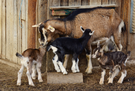 Read Article on Know how to care for goats 