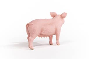 Thumbnail of the Schleich® Pig