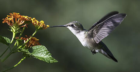 Read Article on Know How to make a Hummingbird Friendly Garden 