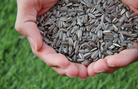 Read Article on Know How to Save Seeds 