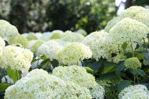 Thumbnail of the Summer Bloomstruck Hydrangea