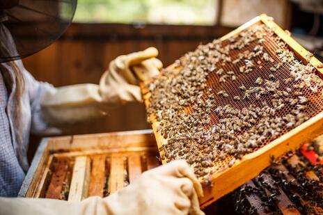 Read Article on Know How to Install a Package of Bees 