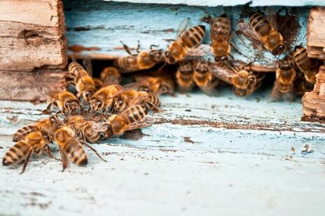 Read Article on Know How to Start Beekeeping 