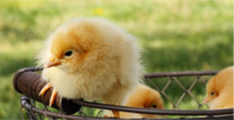 Read Article on How to Get Started Raising Chicks 