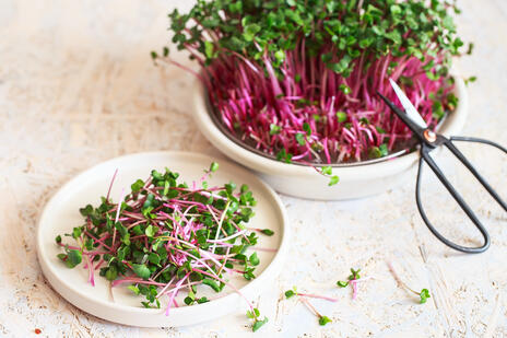 Read Article on Know How to Grow Microgreens Indoors 