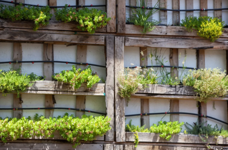 Read Article on Know How to Grow in a Pallet Garden 