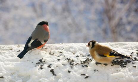 Read Article on Know How to Watch Birds All Winter 