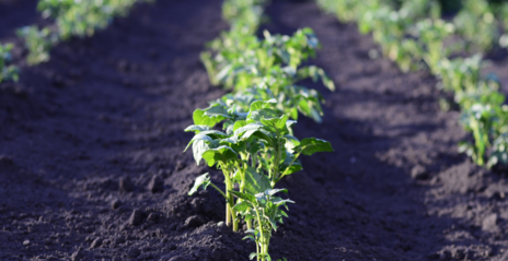 Read Article on Know How to Start a Vegetable Garden 