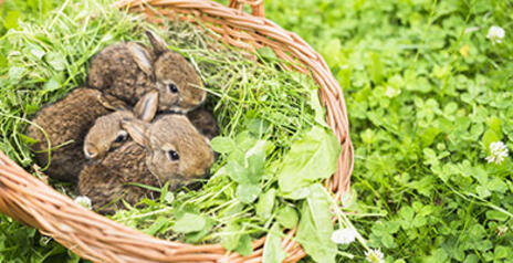 Read Article on Know How To Raise Happy, Healthy Bunnies 