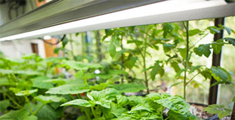 Read Article on How to Start Growing Indoors 