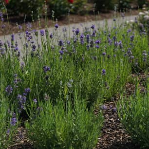 Thumbnail of the Munstead Lavender