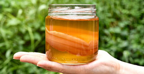 Read Article on How to Make your own Kombucha 