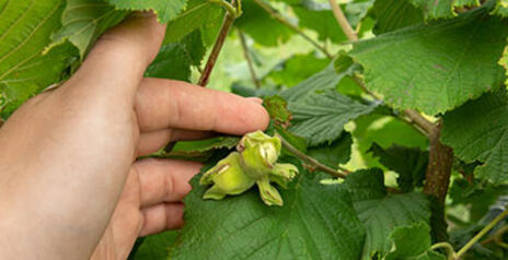 Read Article on How are Hazelnuts Beneficial to the Market and your Health 