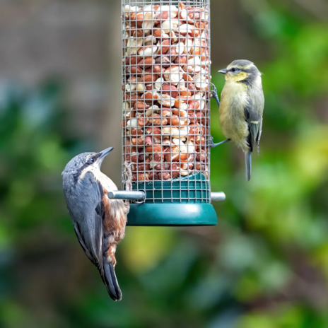 Read Article on Know How to Watch Birds All Summer 