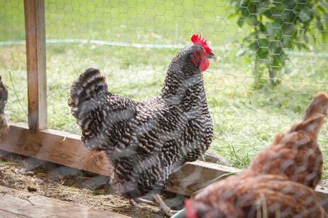 Read Article on Know How to Keep Your Chickens Cool 