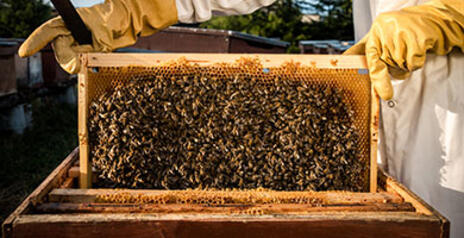 Read Article on Terrific Tips for the Beekeeping Beginner 