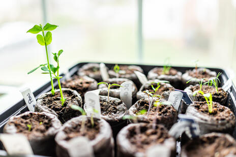 Read Article on Know How to Start Seeds Indoors 