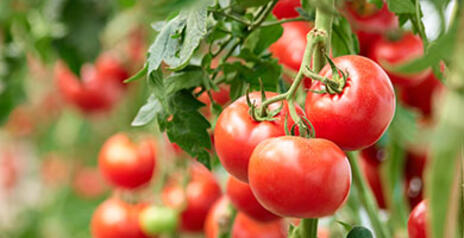 Read Article on Know 3 Strategies for Growing Bigger, Better Tomatoes 