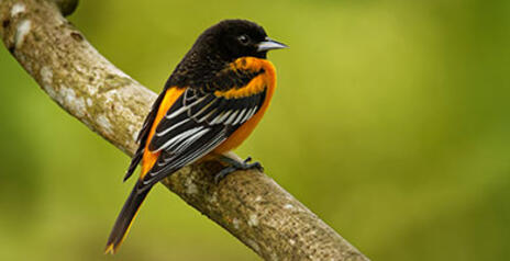 Read Article on Know How to Attract Colorful Birds to Your Yard 