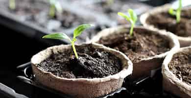 Read Article on Know How to Start Your Indoor Growing Right 