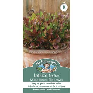 Thumbnail of the LETTUCE MIXED LETTUCE RED LEAVES