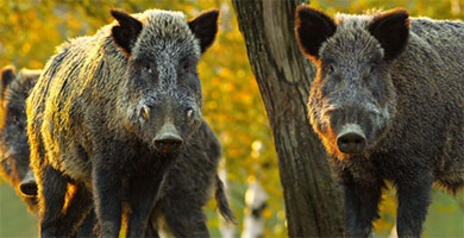 Read Article on Know how Wild Boars are a threat across the Prairies and Beyond 