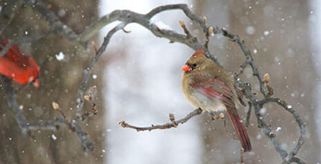 Read Article on How to Attract Winter Birds 