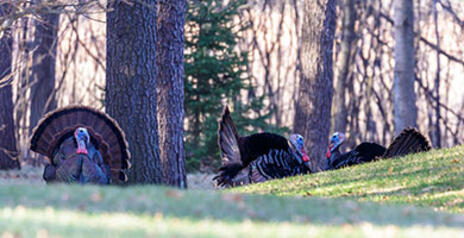 Read Article on Know How to Understand The Basics of Turkey Hunting 