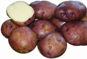 Thumbnail of the Sangre Seed Potatoes