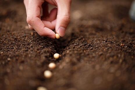 Read Article on Know How to Prepare the Ground to Plant 
