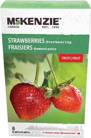 Thumbnail of the STRAWBERRY EVERBEARING