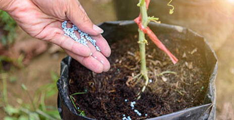Read Article on Know How To Choose the Right Fertilizer for Your Plants 