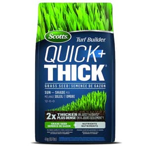 Thumbnail of the Scotts® Turf Builder Quick & Thick Grass Seed Sun-Seed Mix 12-0-0 4Kg