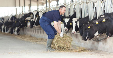 Read Article on How the Dairy Industry and Dairy Farmers are Changing 
